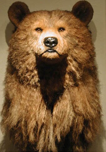 Grizzly Bear - Artwork by Anne Andersson
