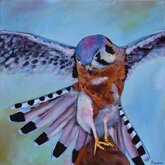 "Kestrel" - Bird Painting by Johnathan Harris