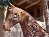 Horse Sculpture by Dixie Jewett