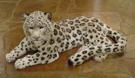 "Nevada Snow Leopard" - Wild Animal Sculptures by Anne Andersson