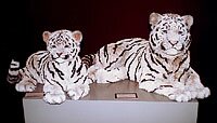White Siberian Tigers - Artwork by Anne Andersson