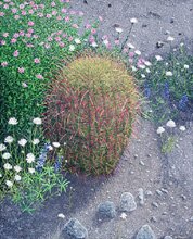 "Springtime Barrel" - Southwestern Cactus Art by Gerald C Moore