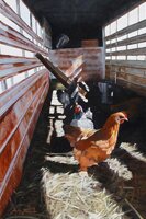"Penthouse" - Farm Painting by Kevin Thompson