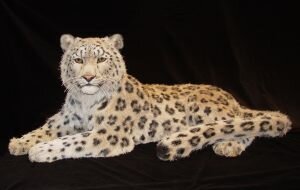 Anne-Andersson-Nevada-Snow-Leopard
