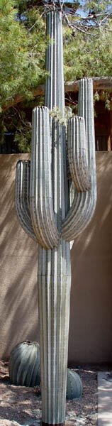 11ft-Saguaro-600pix