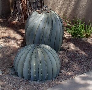 Barrel-Cactus-600pix