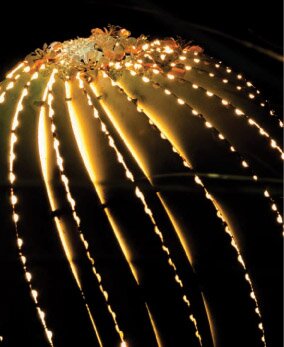 Eric-Richard-Lighted-Barrel-Cactus