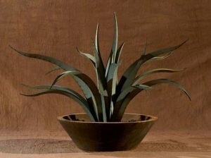 Eric-Richard-octopus-agave-small-pot