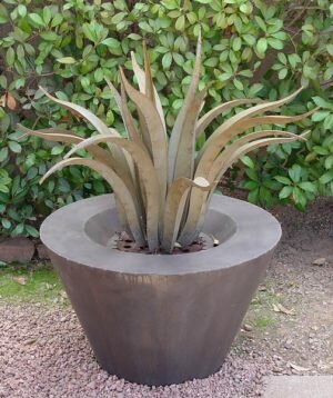 Medium-Agave-600pix