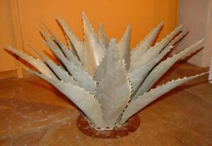 Sawtooth-Cactus-600pix