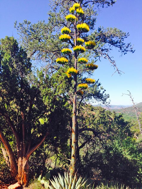 Agave in Sedona, Arizona