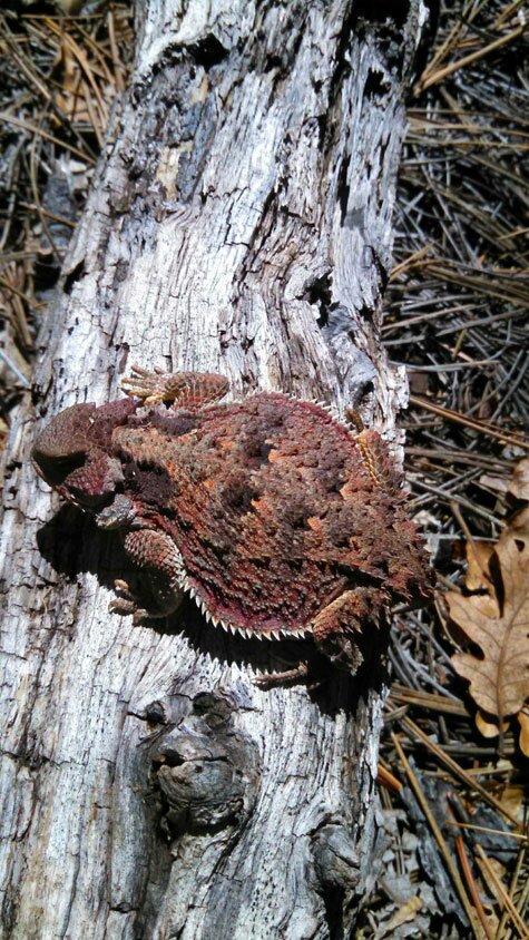 Horned lizard in Norther Arizona.