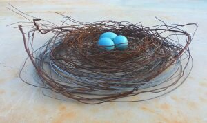 Nest-X-99-900pix