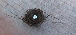 Phil-Lichtenhan-PL43-Nest-x-43 (2)