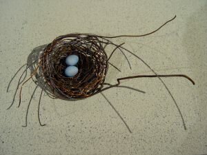 Phil-Lichtenhan-PL52-Nest-1123