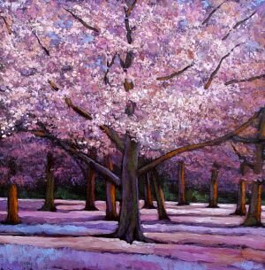 Cherry-Blossoms-900pix